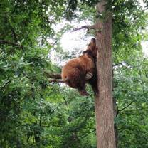 Bear In a Tree