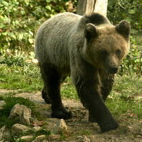Bear Prowling