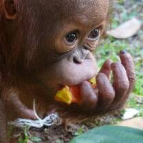 Orangutan at Matang 