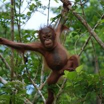 Orangutan in tree