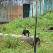 Borneo sun bear