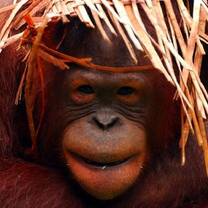 Matang Wildlife Centre Orangutan