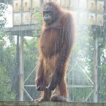 Orangutan in the rain 