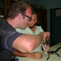 Feeding a baby crocodile at the National Zoo