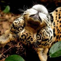 Caribbean Wildlife