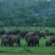 Volunteer on an elephant conservation project in Sri Lanka.