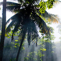 Rainforest in the Dominican Republic