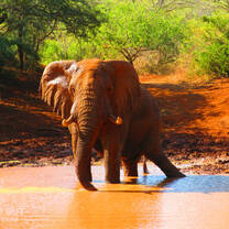 A wild African Elephant