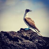Galapagos Community & Conservation Volunteers