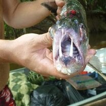 vampire fish Amazon survival guide volunteering