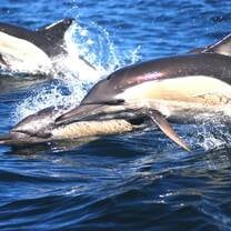 Dolphins