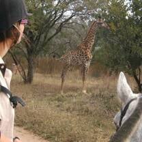 Giraffe sighting on horseback