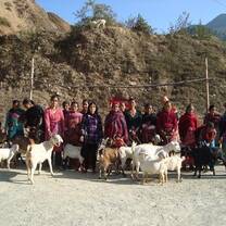Distributing goats by NRO in women income generation project