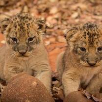 Lion Cubs