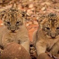 Lion Cubs