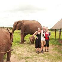 Elephants