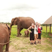 Elephants