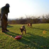 playing cubs