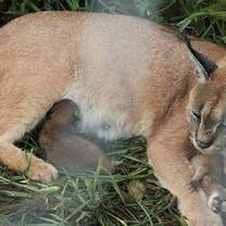 Mother caracal