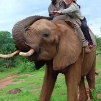 Elephant Rides