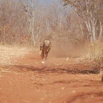 Cheetah Run