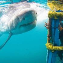 Volunteer White Shark Diving Company