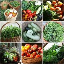 Produce from the Market Garden