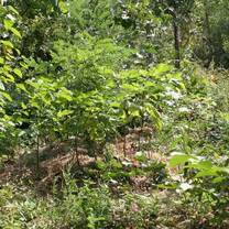 Forest Garden