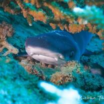 Juvenile white tip reef shark in the Gili Matra Marine Reserve