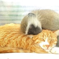 A safe haven for all animals in need
