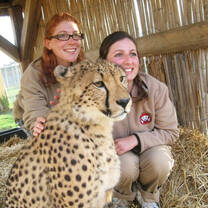 Cheetah Volunteering Project in South Africa