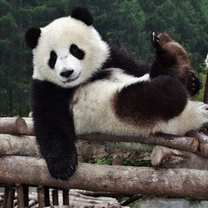 Top Volunteer Projects in China
