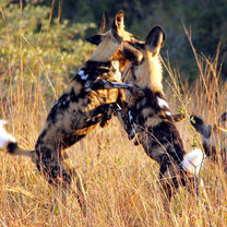 African Wild Dog Conservation African Wild Dog Conservation