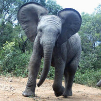 Camera Trap Moments  Camera Trap Moments