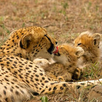 Monitor Animals in their Natural Habitat Monitor Animals in their Natural Habitat