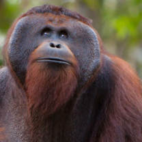 orangutan in Indonesia