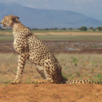 Cheetah in Kenya