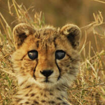 baby cat