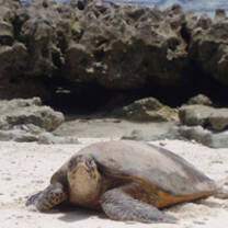 Marine conservation volunteering in the Seychelles