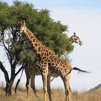 Giraffes in South Africa