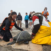 sea turtle monitoring