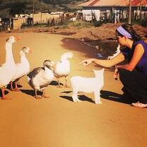 Volunteer feeding farm animals in South Africa 
