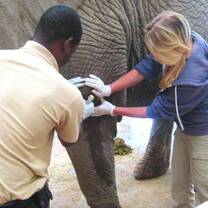 Helping to treat an Elephant abscess