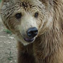 Bear sanctuary in Romania