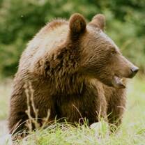 Volunteer at a bear sanctuary in Romania