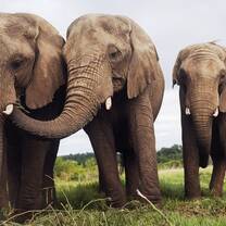 African Edu-Eco Wizard - African Elephant Eco-Learning Volunteer Experiences