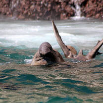 African Edu-Eco Wizard - 2 & 4 Week Marine Eco-Learning Volunteer Experiences