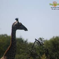 Wildlife all around us.