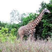 Giraffe in Tanzania 