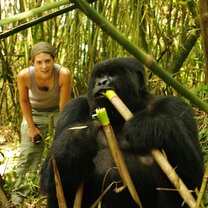 A volunteer visiting the mountain gorilla sanctuary 